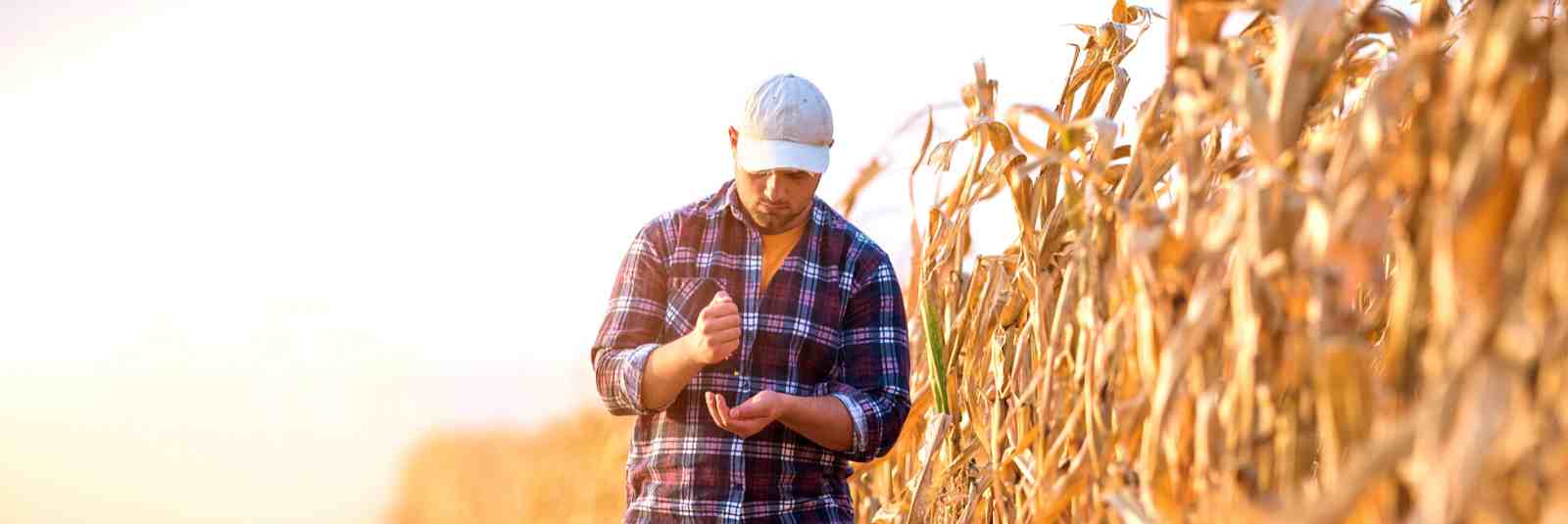 Young farmer looking corn in field