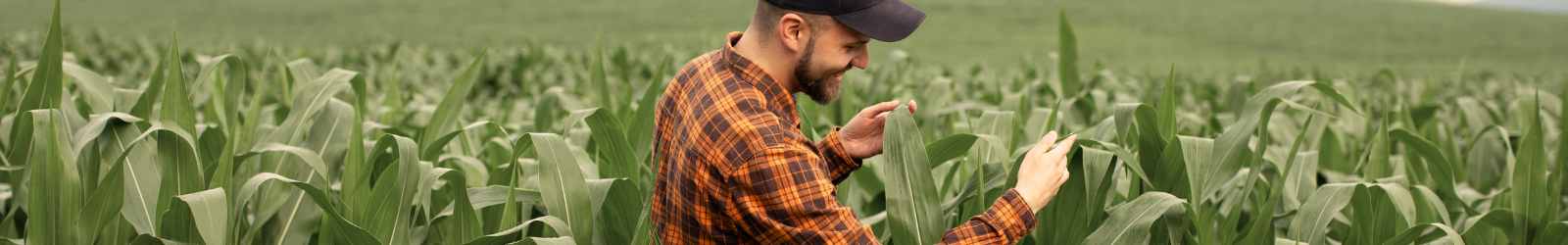 young farmer in cornfield