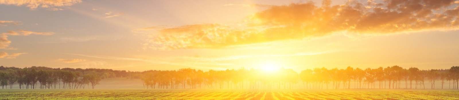 sunset over field